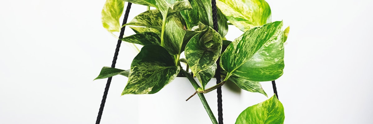 世界杯数据统计图表可视化展示